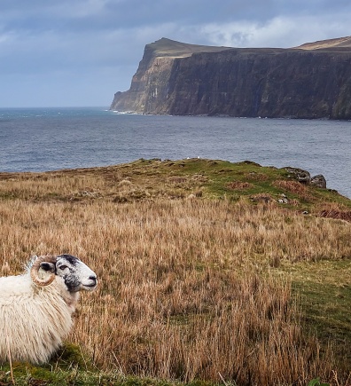 A closeup of Herdwick head with a view of dry grass and sea with huge rocky cliff