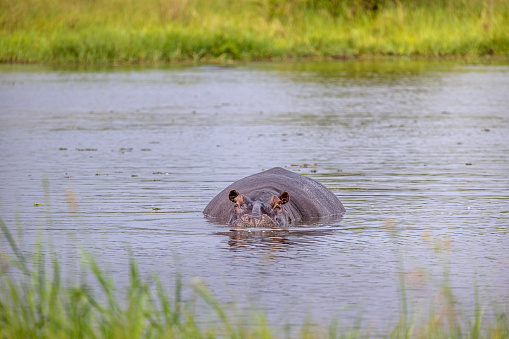 Frontal view of a swimming hippopotamus in the Okavango Delta in Botswana