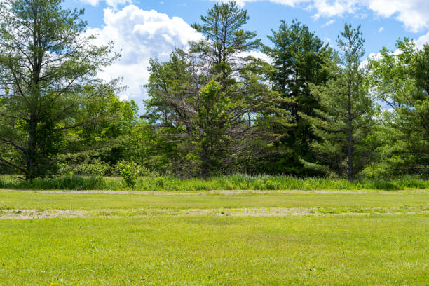 Vacant land with an old road through grass on a cloudy day.