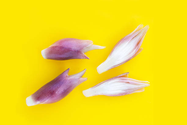 istock Fresh myoga on yellow background. 1455232728