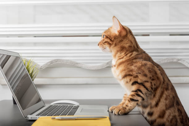 istock The cat is sitting on the desktop next to a laptop and a notepad, a white home office 1455234634