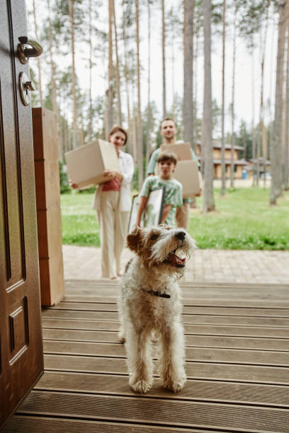 Cute little dog walking into new home with family Vertical portrait of cute little dog walking into new home with family box of puppies stock pictures, royalty-free photos & images