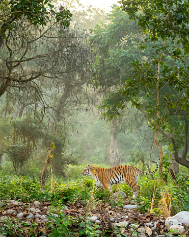 wild female bengal tiger or panthera tigris tigris in natural scenery background and winter light fog mist in safari at dhikala forest jim corbett national park or tiger reserve uttarakhand india asia