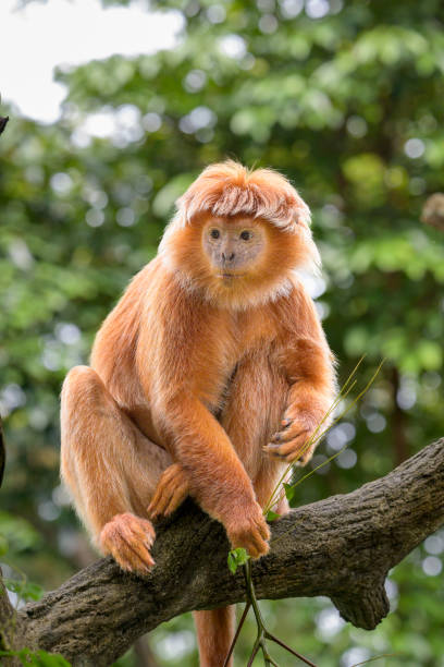 istock East Javan langur - Trachypitheus auratus in its natural habitat 1455235852