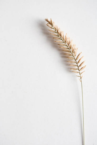 istock empty white background with beige dried flowers and copy space 1455235867