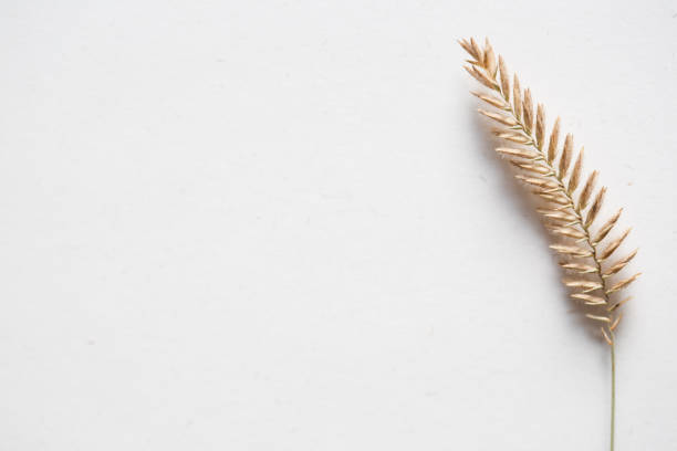 istock empty white background with beige dried flowers and copy space 1455235872