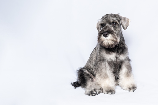Schnauzer dog white-grey sits and looks at you on a white background, copy space. Sad puppy miniature schnauzer. Close-up portrait of a dog on a white background.