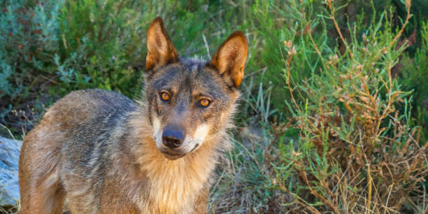 istock Iberian Wolf, Zamora, Spain 1455237239