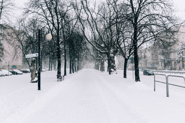 Silhouette of two naked trees in a snowy park.