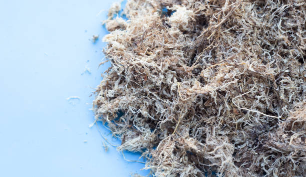 istock Dry sphagnum moss. Help plants retain moisture 1455239389