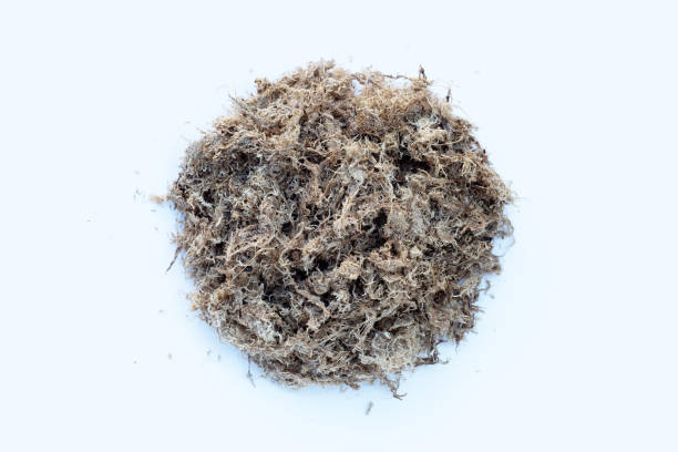istock Dry sphagnum moss. Help plants retain moisture 1455239425