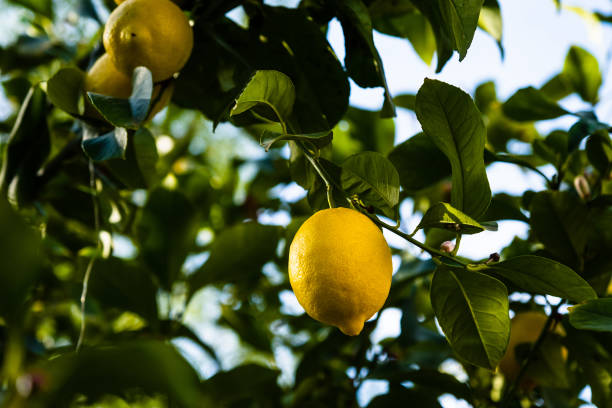 Lemons on the tree stock photo