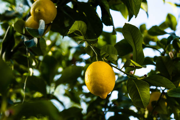 Lemons on the tree - fotografia de stock