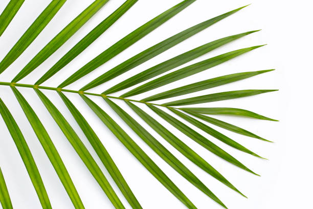 istock Green leaves of palm tree on white background. 1455239601