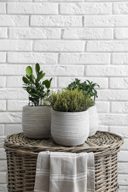istock Different aromatic potted herbs on wicker basket near white brick wall 1455242057