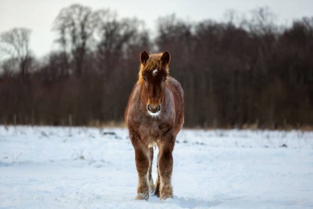 cavalo de tração belga no campo de inverno - belgian horse - fotografias e filmes do acervo