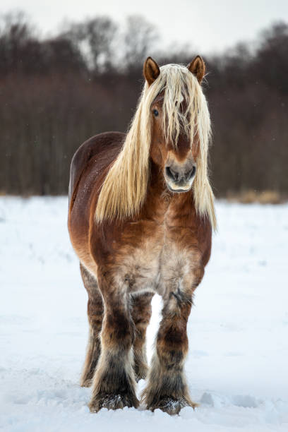 caballo de tiro belga en campo de invierno - belgian horse fotografías e imágenes de stock