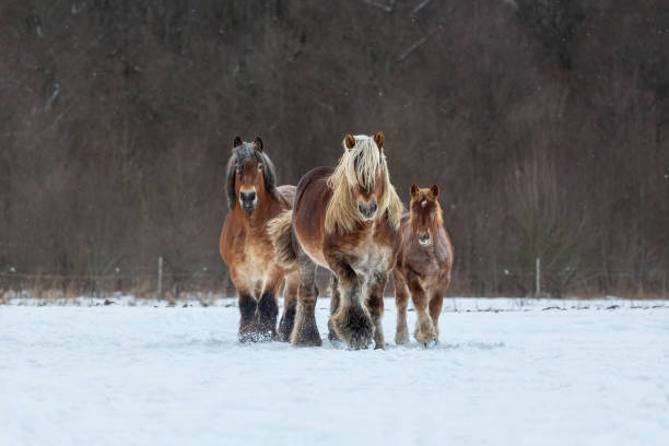 caballo de tiro belga en campo de invierno - belgian horse fotografías e imágenes de stock