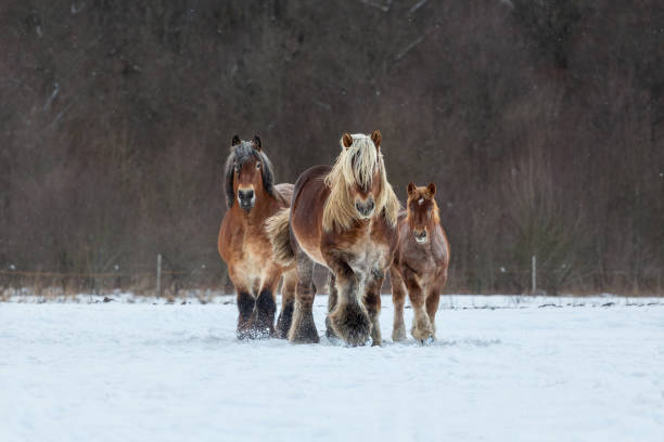 istock Belgian Draft Horse in winter field 1455242285