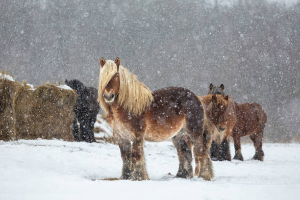caballo de tiro belga en campo de invierno - belgian horse fotografías e imágenes de stock