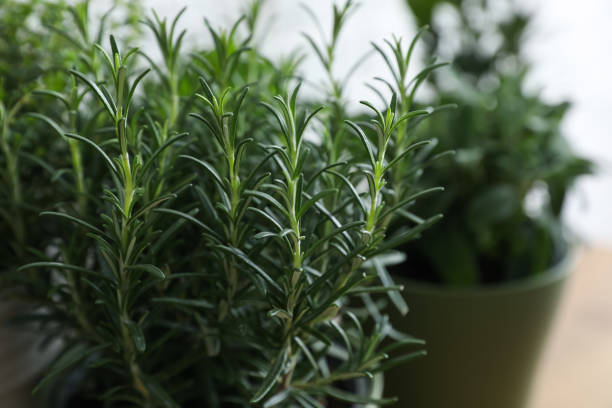 istock Aromatic rosemary plant on blurred background, closeup 1455242344