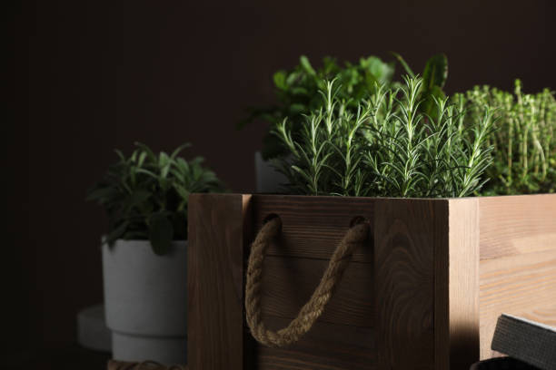 istock Different aromatic herbs growing in pots indoors 1455242495