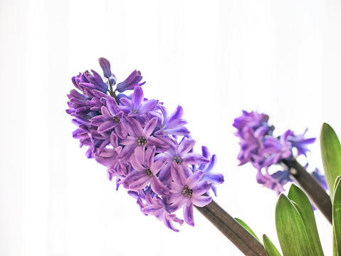 Close-up of a blooming blue  - purple hyacinth.