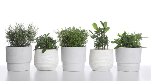 istock Pots with thyme, bay, sage, mint and rosemary on white background 1455243535