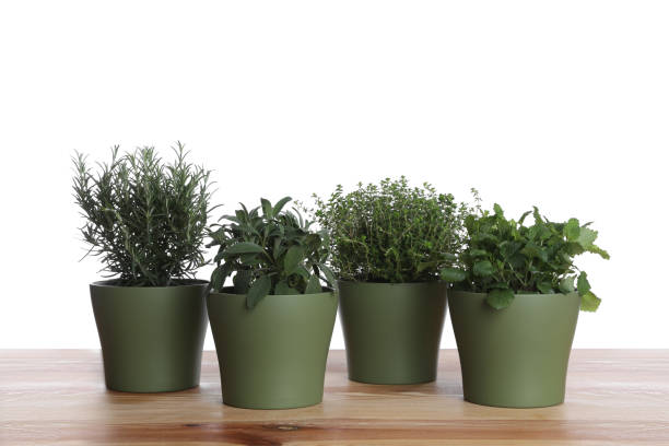 istock Pots with thyme, sage, mint and rosemary on wooden table against white background 1455243666
