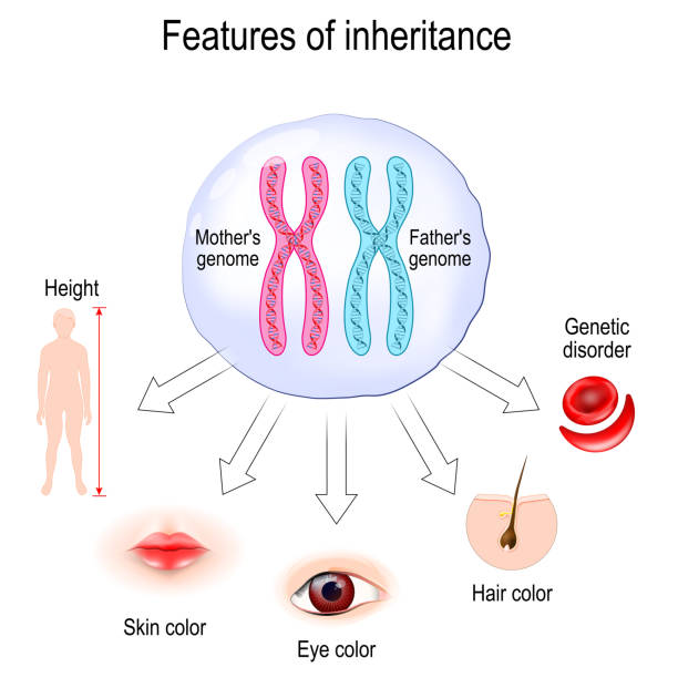 320+ Inheritance Genes Stock Illustrations, Royalty-Free Vector ...
