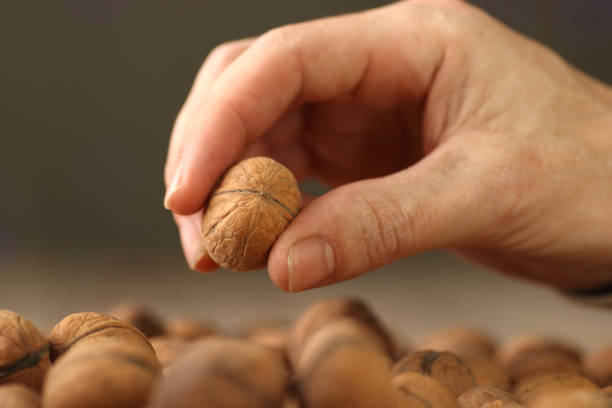 istock walnut in the fingers of a person's hand 1455247241