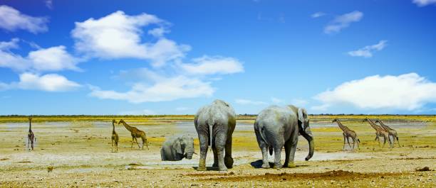 istock beautiful African wildlife panorama 1455247582