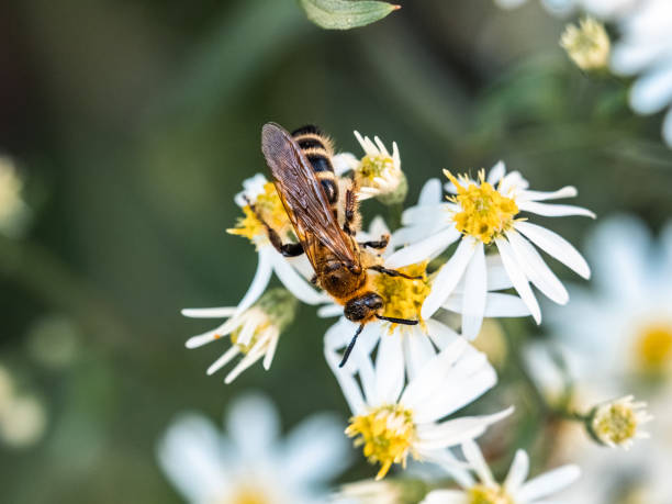 istock Japanese scarab hunter wasp on white daisies 2 1455248822