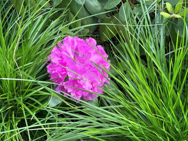 istock Azalea pink flower in green grass. 1455249121