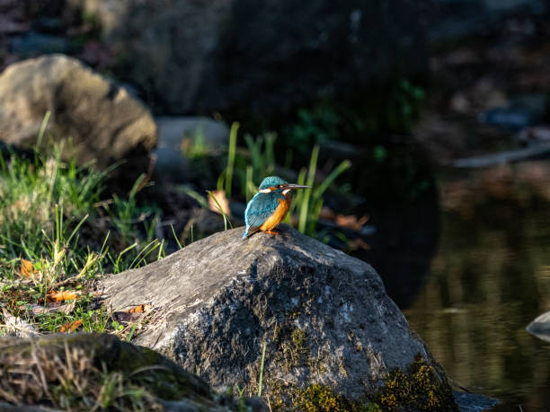 istock colorful common kingfisher fishing from a rock 6 1455250074