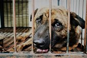 istock a dog alone in a cage 1455252459