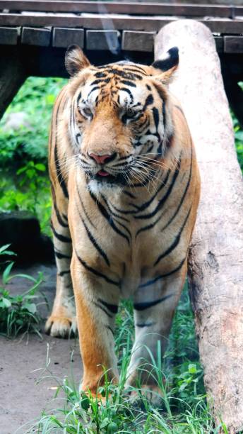 istock seen a tiger behind a large cage 1455252978