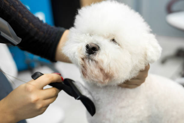 istock Grooming animals, grooming, drying and styling dogs, combing wool. Grooming master cuts and shaves, cares for a dog Bichon Frise 1455259841