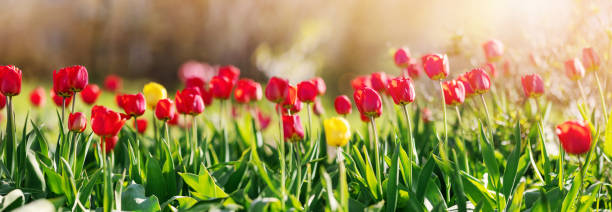 istock Meadow with colourful tulips in the spring 1455260415