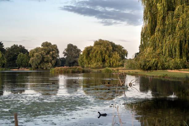 istock Heron pond late summer evening 1455260602