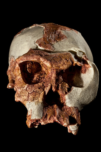 This is a replica of a species grouped under Homo habilis that represents handy East and South Africans during the Early Pleistocene. Palaeoanthropologists are split if Homo habilis should be integrated into Australopithecus africanus or not.