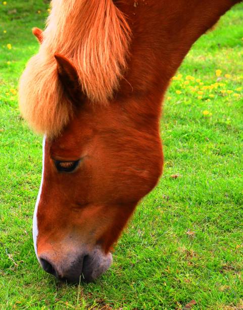 istock icelandic horses on pasture 1455261462