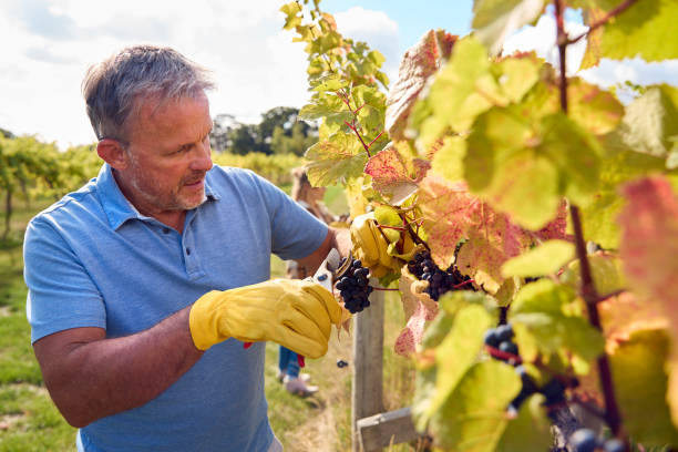 Lavoratore maschio maturo che raccoglie l'uva dalla vite nel vigneto per la produzione di vino - foto stock