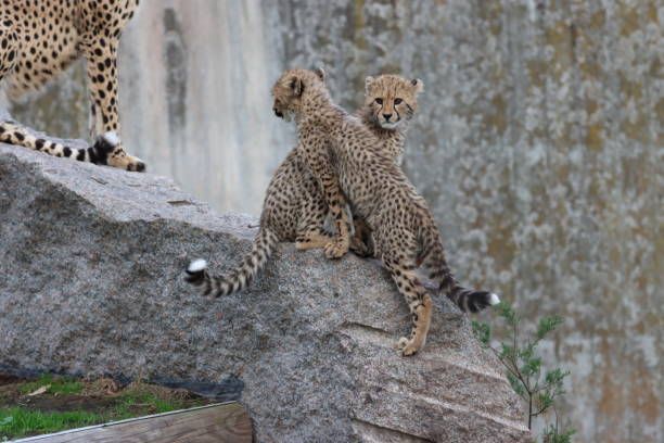 istock Wildlife in the Zoo 1455262631