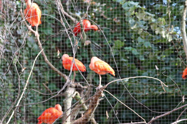 Red Birds