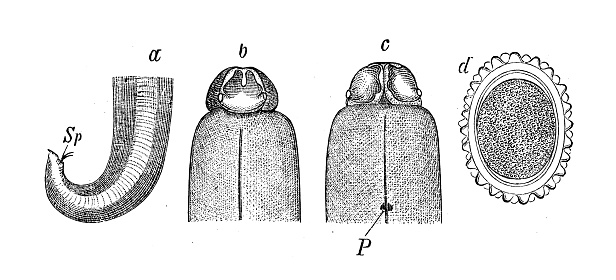 Antique biology zoology image: Ascaris lumbricoides