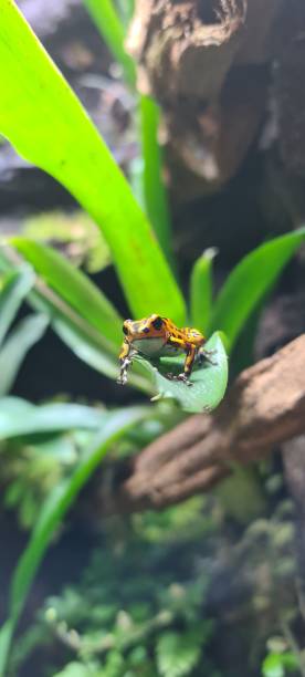 istock Little frog on a green leaf 1455265387