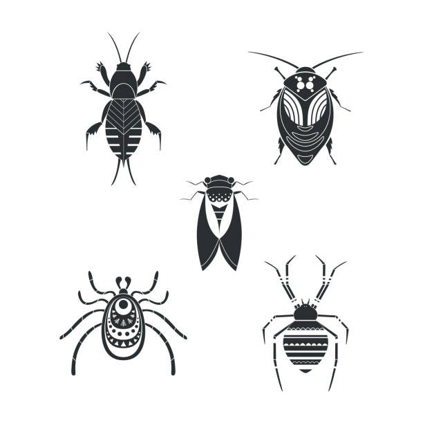 ilustraciones, imágenes clip art, dibujos animados e iconos de stock de insectos geométricos conjunto de ilustraciones vectoriales planas - grillotalpa