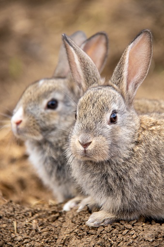 Two rabbits look in Samsun, Turkey on February 08, 2021.