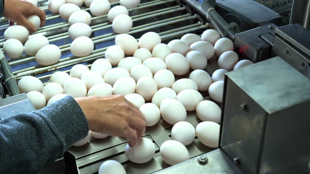 Egg production line,  sorting. close-up.